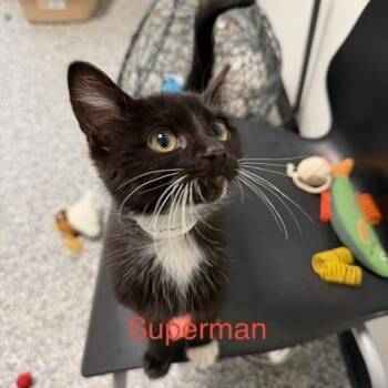 Superman -  Domestic Short Hair Cat for Adoption in Bryan, Ohio - Superman | PetCurious