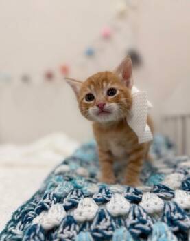 Tabby and Domestic Short Hair Cats Available for Adoption in Friendswood, Texas - Jelly Belly | PetCurious
