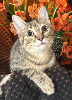 6/10/26 Piper -  Domestic Short Hair Cat for Adoption in Stillwater, Oklahoma - 6/10/26 Piper | PetCurious