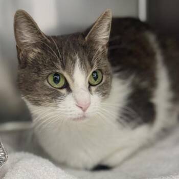 Domestic Short Hair Cats Available for Adoption - Doja Cat | PetCurious