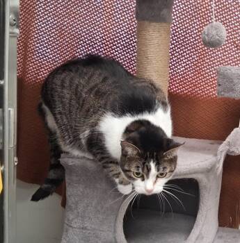 Domestic Short Hair Cats Available for Adoption - Bellatrix | PetCurious