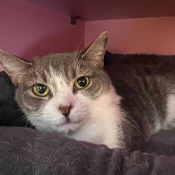 Rescue Domestic Short Hair Cats for Adoption - S'Mores | PetCurious