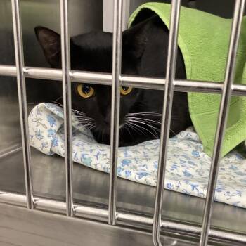 Bailey -  Domestic Short Hair and Domestic Long Hair Cat for Adoption in Montgomery, Alabama - Bailey | PetCurious