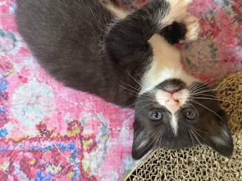 Domestic Short Hair Cats Available for Adoption in Charlotte, North Carolina - Amelia  | PetCurious