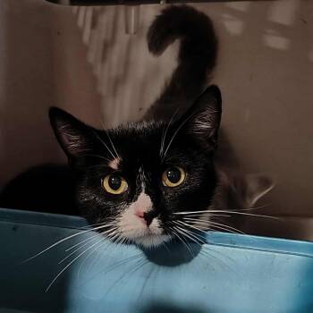 Rescue Domestic Short Hair Cats for Adoption in Park Falls, Wisconsin - Oreo | PetCurious