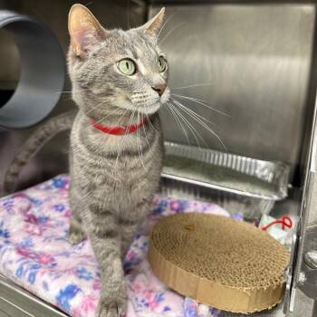 Stormie -  Domestic Short Hair and Mixed Breed Cat for Adoption in Chicago, Illinois - Stormie | PetCurious