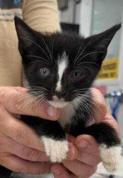 Jessie -  Domestic Short Hair Cat for Adoption in Burgaw, North Carolina - Jessie | PetCurious
