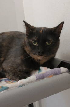 Rescue Tortoiseshell and Domestic Short Hair Cats for Adoption in Bay City, Michigan - Marble | PetCurious