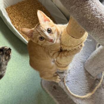 Cob -  Domestic Medium Hair Cat for Adoption in Mount Vernon, Illinois - Cob | PetCurious