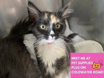 SASSY -  Domestic Medium Hair Cat for Adoption in Fort Wayne, Indiana - SASSY | PetCurious