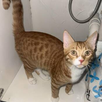 Dior -  Domestic Short Hair Cat for Adoption in Prosper, Texas - Dior | PetCurious