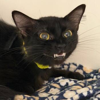 Boone (2) -  Domestic Short Hair Cat for Adoption in Marshall, Texas - Boone (2) | PetCurious