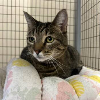 Domestic Short Hair Cats Available for Adoption - Taz | PetCurious