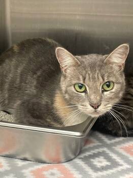 Rescue Domestic Short Hair Cats for Adoption in Hartsville, South Carolina - Camara | PetCurious