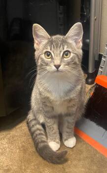 Lily -  Tabby Cat for Adoption in Woodinville, Washington - Lily | PetCurious