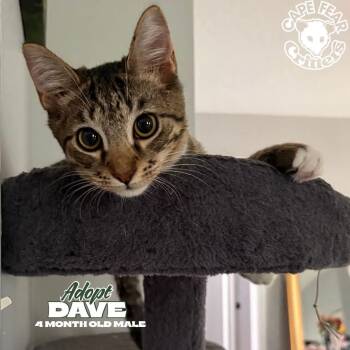 Dave -  Tabby Cat for Adoption in Wilmington, North Carolina - Dave | PetCurious