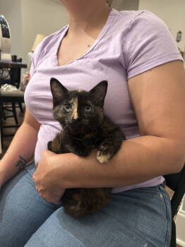 Rescue Domestic Short Hair Cats for Adoption in Camden, South Carolina - Noisette (Available For Pre-adoption) | PetCurious