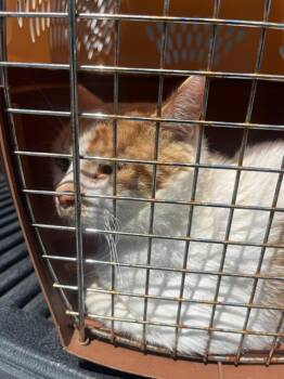 FINNY -  Domestic Short Hair Cat for Adoption in Fort Walton Beach, Florida - FINNY | PetCurious