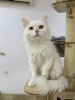 Parm, A Beautiful Persian Boy -  Persian and Turkish Angora Cat for Adoption in Franklin Township, New Jersey - Parm, A Beautiful Persian Boy | PetCurious