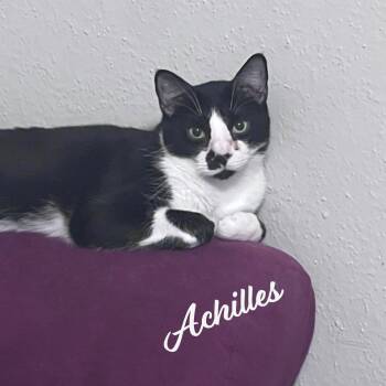 Tuxedo Cats Available for Adoption in Houston, Texas - Achilles #retired-dumpster-diver | PetCurious