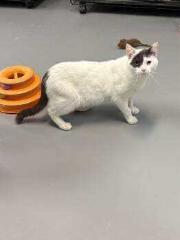 American Shorthair Cats Available for Adoption in Big Rapids, Michigan - Captain Morgan | PetCurious