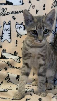 Roy Rogers -  Domestic Short Hair Cat for Adoption in Eureka, California - Roy Rogers | PetCurious