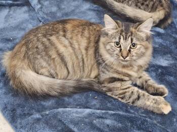 Rescue Tabby Cats for Adoption in Plainsboro Township, New Jersey - Apricot | PetCurious