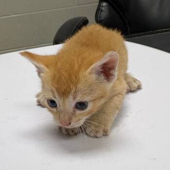 Lucille -  Domestic Short Hair Cat for Adoption in Lufkin, Texas - Lucille | PetCurious