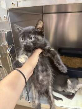 Tomato -  Domestic Medium Hair and Domestic Short Hair Cat for Adoption in Longmont, Colorado - Tomato | PetCurious
