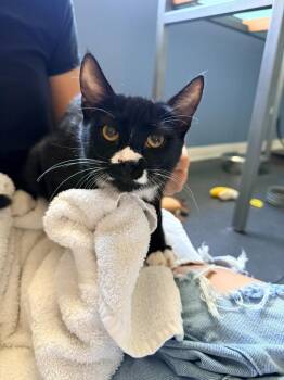 Tabby Cats Available for Adoption in San Antonio, Texas - Pongo | PetCurious