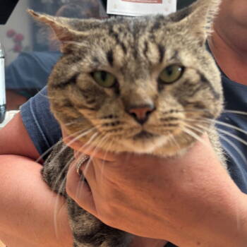 Rescue Domestic Short Hair Cats for Adoption in Dallas, Texas - Louie | PetCurious