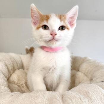 Domestic Short Hair Cats Available for Adoption in Rochester, Minnesota - Sienna | PetCurious