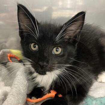 Domestic Short Hair Cats Available for Adoption in Jupiter, Florida - Leia | PetCurious