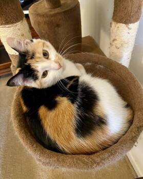 Rescue Domestic Short Hair Cats for Adoption in Greenville, South Carolina - Samantha RC | PetCurious