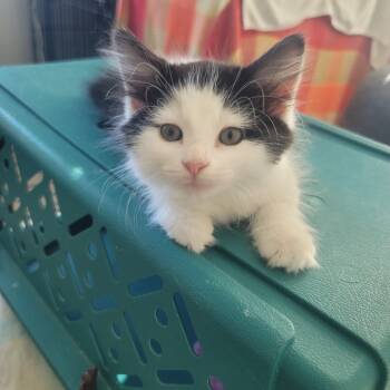 Rescue Domestic Medium Hair Cats for Adoption in Reisterstown, Maryland - Fettuccine (with Sibbling Or Buddy) | PetCurious