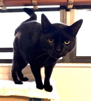 Domestic Short Hair Cats Available for Adoption - YING | PetCurious