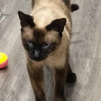 Hot Mic -  Siamese Cat for Adoption in Boerne, Texas - Hot Mic | PetCurious