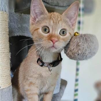 Rescue Domestic Short Hair Cats for Adoption in Warr Acres, Oklahoma - Princess Merida | PetCurious