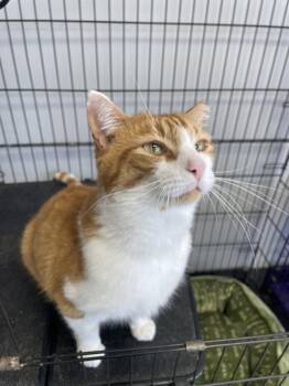 Tabby and Domestic Short Hair Cats Available for Adoption in Georgetown, Kentucky - Butter Beans | PetCurious