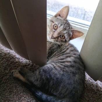 Nala -  Domestic Short Hair Cat for Adoption in Hudsonville, Michigan - Nala | PetCurious