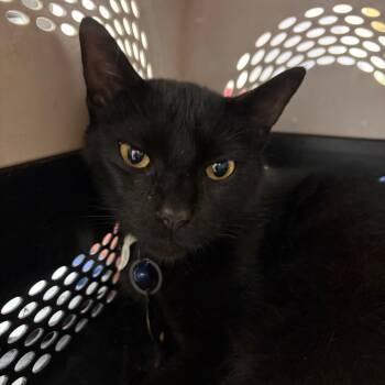 Oreo RN -  Domestic Short Hair Cat for Adoption in Lake Jackson, Texas - Oreo RN | PetCurious