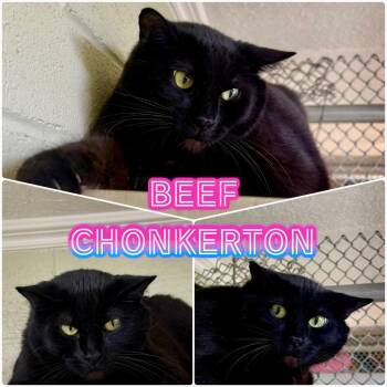 Rescue Domestic Short Hair Cats for Adoption in St. George, Utah - Beef Chonkerton | PetCurious