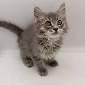 Domestic Long Hair Cats Available for Adoption in Springfield, Missouri - Squash | PetCurious