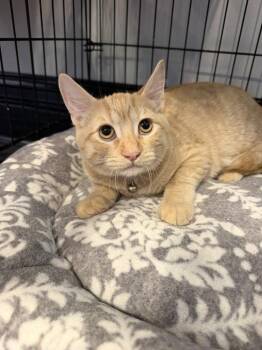 Granita -  Domestic Short Hair Cat for Adoption in St. Peters, Missouri - Granita | PetCurious