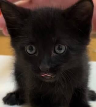 BALOO -  Domestic Long Hair Cat for Adoption in Elizabethton, Tennessee - BALOO | PetCurious