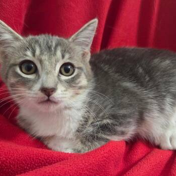 Siren -  Domestic Short Hair Cat for Adoption in Brea, California - Siren | PetCurious