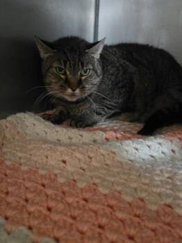 Finkey -  Domestic Short Hair Cat for Adoption in Pine Grove, Pennsylvania - Finkey | PetCurious