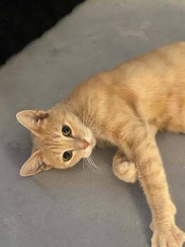 Triscuit -  Domestic Short Hair Cat for Adoption in Candler, North Carolina - Triscuit | PetCurious
