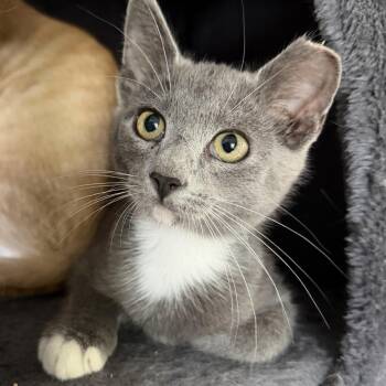 Jasper -  Domestic Short Hair Cat for Adoption in Fort Worth, Texas - Jasper | PetCurious