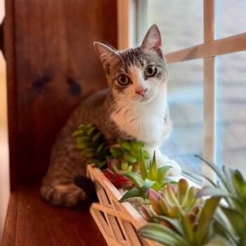 Karli Grace -  Tabby and Domestic Short Hair Cat for Adoption in Friendswood, Texas - Karli Grace | PetCurious